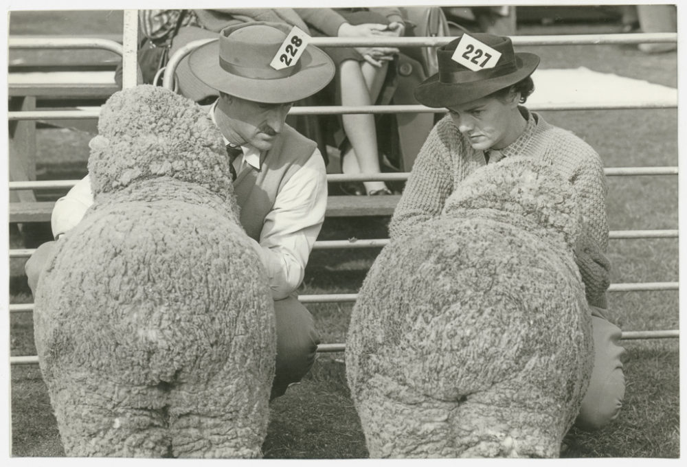 Two exhibitors eye each other's charges, Sheep Show, ca. 1945 by Jeff Carter, Walkabout photograph. hunter.