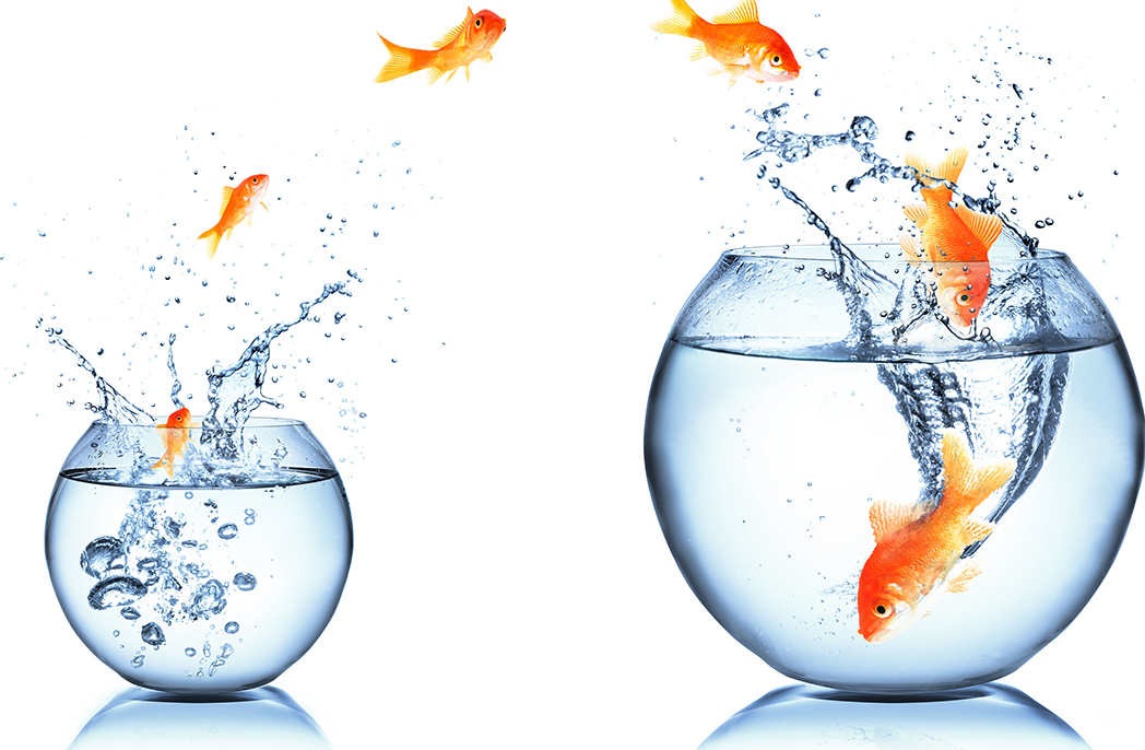 A goldfish jumps from a smaller to a larger bowl