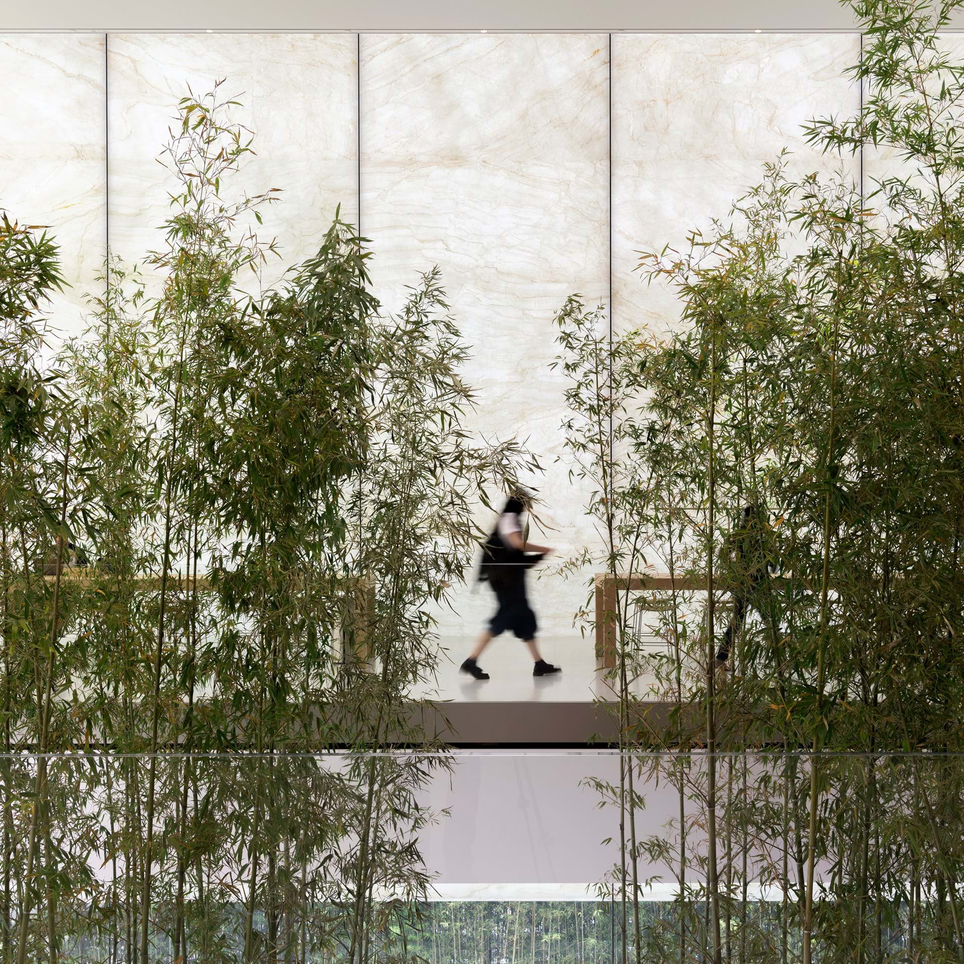 A visitor walks past bamboo plants 
