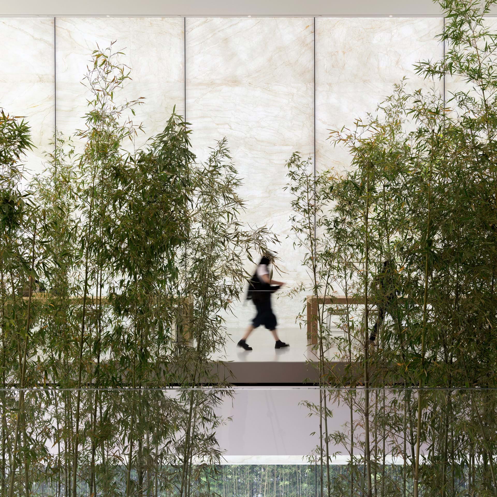 A visitor walks past bamboo plants 