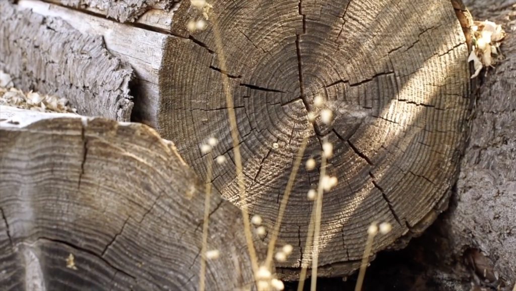 European oak